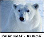 Sign Up for the Polarbear Website Hosting Plan Today!